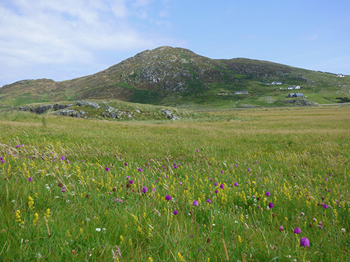 Pyramidal orchids